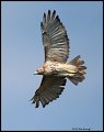 _2SB7966 red-tailed hawk